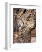 Tufted-Titmouse-Gary Carter-Framed Photographic Print