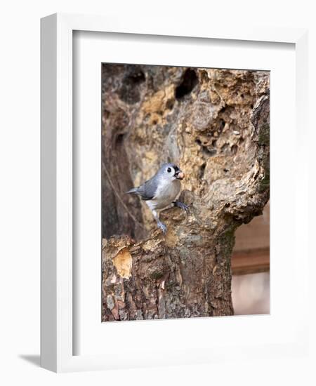 Tufted-Titmouse-Gary Carter-Framed Photographic Print