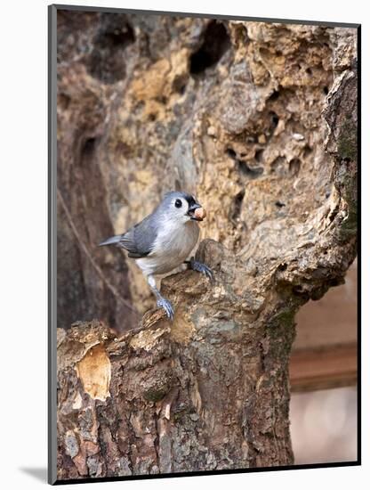 Tufted-Titmouse-Gary Carter-Mounted Photographic Print