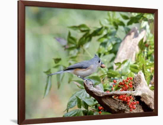 Tufted Titmouse-Gary Carter-Framed Photographic Print