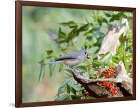 Tufted Titmouse-Gary Carter-Framed Photographic Print