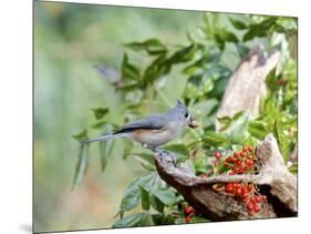 Tufted Titmouse-Gary Carter-Mounted Photographic Print