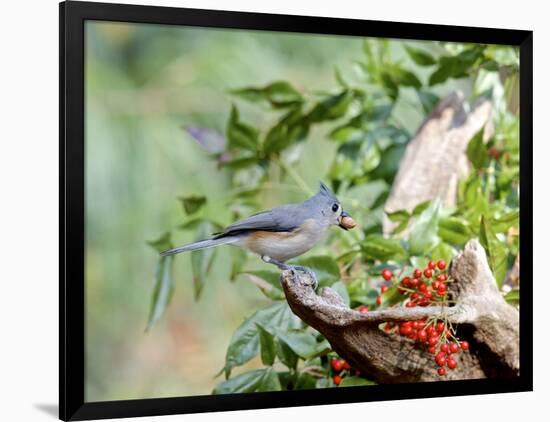 Tufted Titmouse-Gary Carter-Framed Photographic Print