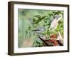 Tufted Titmouse-Gary Carter-Framed Photographic Print