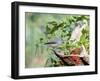 Tufted Titmouse-Gary Carter-Framed Photographic Print