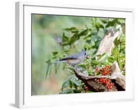 Tufted Titmouse-Gary Carter-Framed Photographic Print