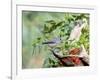 Tufted Titmouse-Gary Carter-Framed Photographic Print