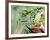 Tufted Titmouse-Gary Carter-Framed Photographic Print