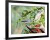 Tufted Titmouse-Gary Carter-Framed Photographic Print