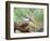 Tufted-Titmouse-Gary Carter-Framed Photographic Print