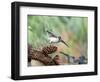 Tufted-Titmouse-Gary Carter-Framed Photographic Print