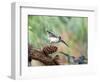 Tufted-Titmouse-Gary Carter-Framed Photographic Print