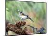 Tufted-Titmouse-Gary Carter-Mounted Photographic Print