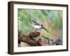 Tufted-Titmouse-Gary Carter-Framed Photographic Print