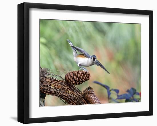 Tufted-Titmouse-Gary Carter-Framed Photographic Print