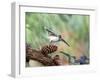 Tufted-Titmouse-Gary Carter-Framed Photographic Print