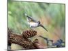 Tufted-Titmouse-Gary Carter-Mounted Photographic Print