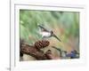 Tufted-Titmouse-Gary Carter-Framed Photographic Print