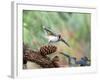 Tufted-Titmouse-Gary Carter-Framed Photographic Print