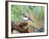 Tufted-Titmouse-Gary Carter-Framed Photographic Print