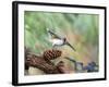 Tufted-Titmouse-Gary Carter-Framed Photographic Print