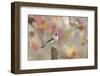 Tufted Titmouse-Gary Carter-Framed Photographic Print