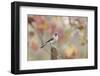 Tufted Titmouse-Gary Carter-Framed Photographic Print