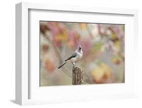 Tufted Titmouse-Gary Carter-Framed Photographic Print