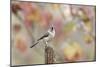 Tufted Titmouse-Gary Carter-Mounted Photographic Print