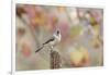 Tufted Titmouse-Gary Carter-Framed Photographic Print