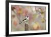 Tufted Titmouse-Gary Carter-Framed Photographic Print