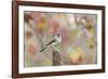 Tufted Titmouse-Gary Carter-Framed Photographic Print