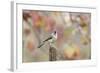 Tufted Titmouse-Gary Carter-Framed Photographic Print