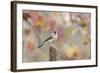 Tufted Titmouse-Gary Carter-Framed Photographic Print