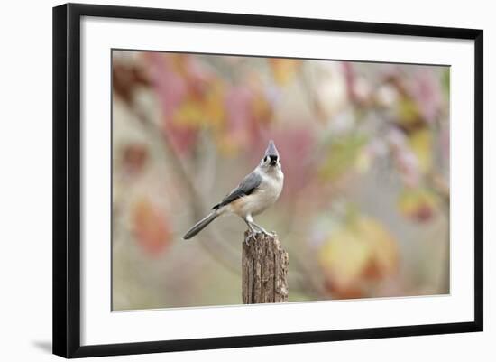 Tufted Titmouse-Gary Carter-Framed Photographic Print