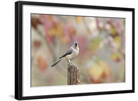 Tufted Titmouse-Gary Carter-Framed Photographic Print