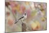 Tufted Titmouse-Gary Carter-Mounted Photographic Print