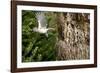 Tufted-Titmouse-Gary Carter-Framed Photographic Print