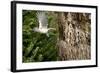 Tufted-Titmouse-Gary Carter-Framed Photographic Print