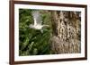 Tufted-Titmouse-Gary Carter-Framed Photographic Print