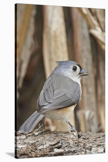 Tufted Titmouse-Gary Carter-Stretched Canvas