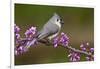 Tufted Titmouse-Lantern Press-Framed Art Print