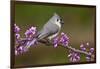 Tufted Titmouse-Lantern Press-Framed Art Print