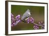 Tufted Titmouse-Lantern Press-Framed Art Print