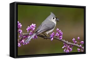 Tufted Titmouse-Lantern Press-Framed Stretched Canvas