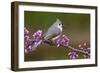 Tufted Titmouse-Lantern Press-Framed Art Print