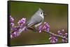 Tufted Titmouse-Lantern Press-Framed Stretched Canvas