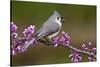 Tufted Titmouse-Lantern Press-Stretched Canvas