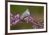 Tufted Titmouse-Lantern Press-Framed Premium Giclee Print