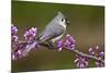 Tufted Titmouse-Lantern Press-Mounted Premium Giclee Print